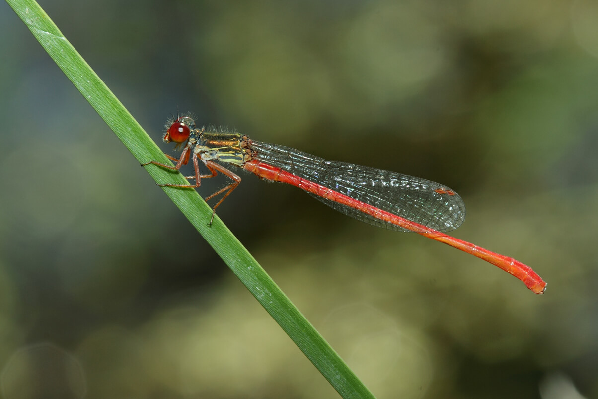 Male Small Red Damselfly by Antonio Goncalves